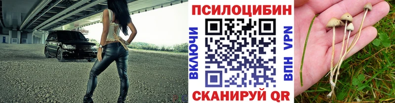 Псилоцибиновые грибы Psilocybe  Вуктыл 